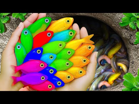 The incredible catch colorful aquarium fish in small pond: pencil fish, blue guppy, eel, baby turtle