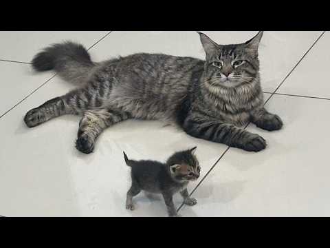 She’s Not Just A Cat, She’s a MOM 😍 Cute Cat Video
