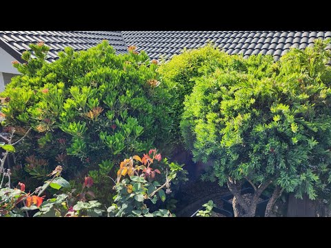 His Garden Has Never Been This Beautiful | An Amazing Transformation!