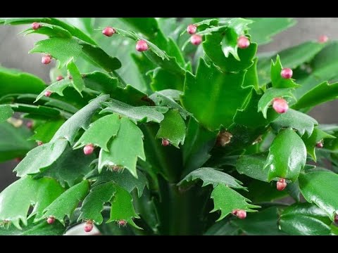 How to make a Decembrist bloom at home: what to do if the zygocactus does not produce buds?