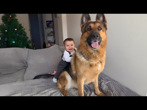 When Big Dogs Prove They're the Best Bodyguards ❤️