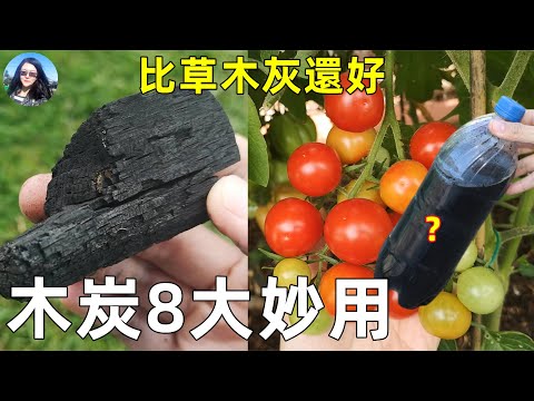 Biochar tricks in Garden 木炭8大妙用, 比草木灰還好, 產量翻倍的秘密, 種菜種花少不了