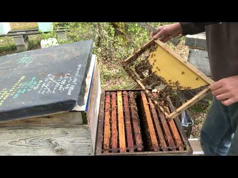 comment élever quelques reines sans matériel de greffage