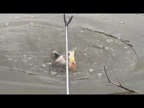 역사적인 홍수 이후 버려진 연못에서 낚시를 경험하세요....