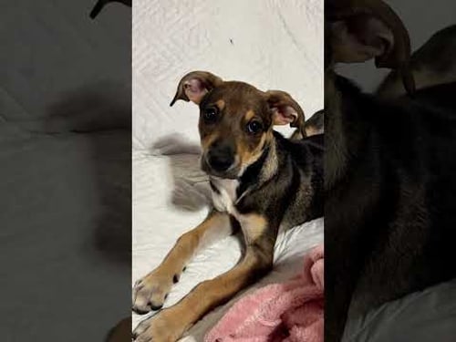 Coco was kissing the Naborβs Dog! #lifeinpanama #puppy