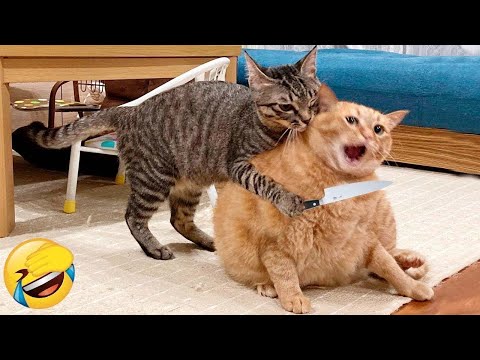Cute & Funny Pets 2025 π₯°π #1 | Best Cats & Dogs Compilation πΎ