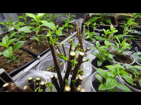 ИГРА "Посади почку и будет вам счастье " На кого рассчитан этот лохотрон ⁉️⁉️