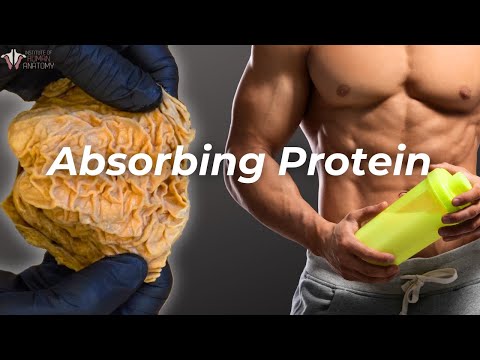 From Mouth to Muscle: How Your Body Absorbs Protein
