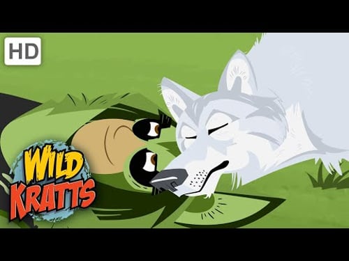 Wild Kratts | Quillber's Birthday Present | Full Episode | Season 1