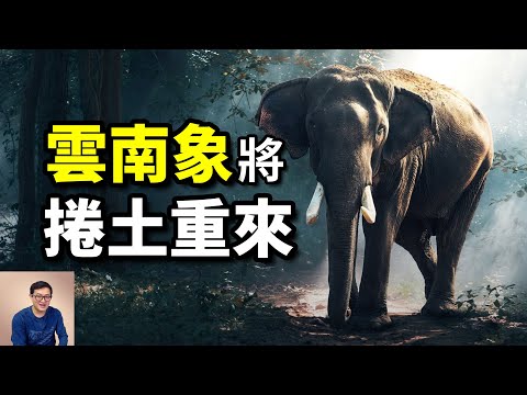 隨時可能應驗的預言:雲南亞洲象將捲土重來,再次北上!【老肉雜談】#動物 #野生動物 #大象 #亞洲象 #elephant