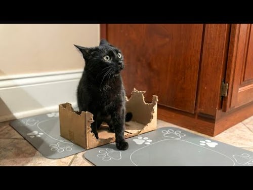 A Collection of Hilarious Cat Jokes π±πΉ | Try Not to Laugh at These Funniest Cats