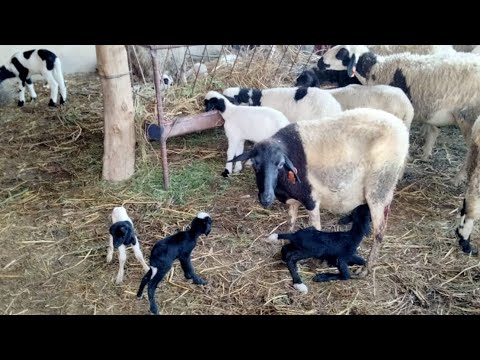 الأغنام الدمانية على ضفاف نهر سبو 💦 للبيع في سيدي علال التازي منطقة الغرب 🐑
