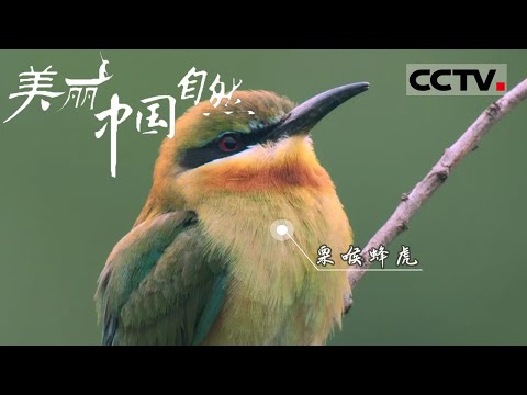 【ENG】惊艳!在云南巧家遇见“中国最美小鸟” 有颜又专情的可爱精灵!《美丽中国自然》栗喉蜂虎系列【CCTV纪录】