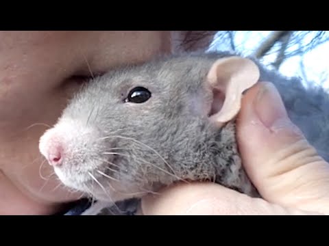 Lonely rat kisses woman who took him home