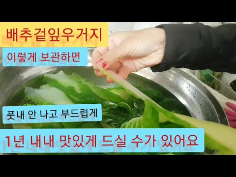 '배추겉잎 우거지' 풋내 잡고, 부드럽게 삶는 방법 (엄니가 알려주신 배추나물 옛맛 황금 레시피)