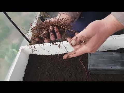 Закладка маточного корня на проращивание