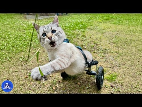 Paralyzed Cat's Priceless Reaction To His New Wheelchair, You'll Laugh Through Your Tears