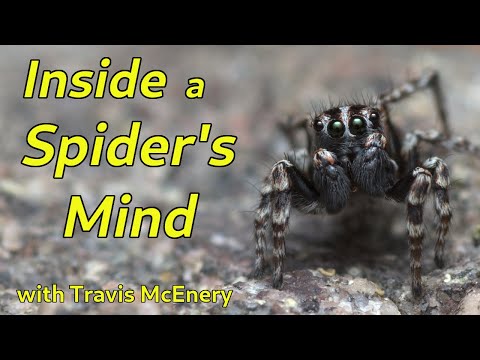 Spider Cognition: How Tiny Brains Do Mighty Things