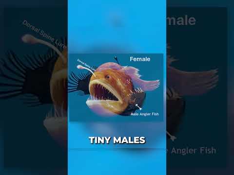 5 Creatures That Shouldn't Exist 👽