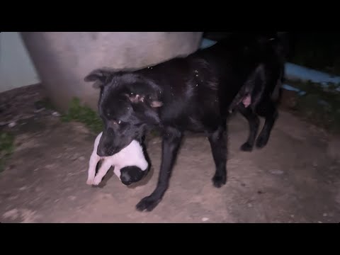 My dog is carrying the baby to find a new home