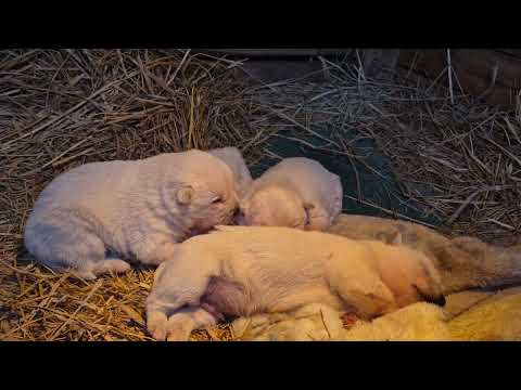 15일생 꼬물이들이 활동영역이 조금씩 넓어집니다 움직임이 너무귀여워요,