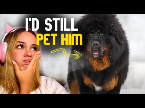 Finnish Girl Reacts to Dogs That Will Send You to DOG Backwards