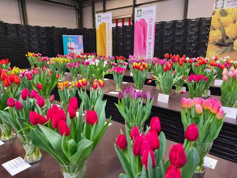 A display of tulips from the test greenhouse. A review of early varieties blooming in mid-January.