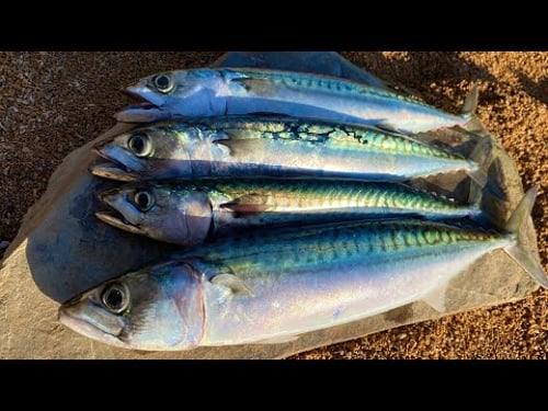 How to catch Mackerel - Catch Clean Cook Oak Smoked Mackerel Beach Fire Survival