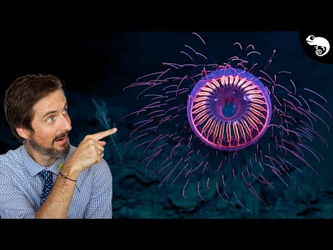 10 Animals I Didn't Know Existed