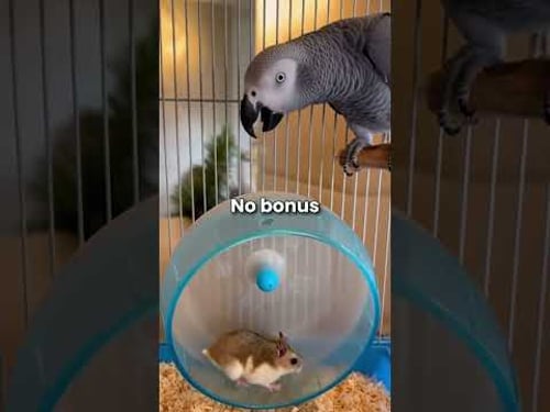 Funniest Talking Parrots Moments...#shorts #parrot