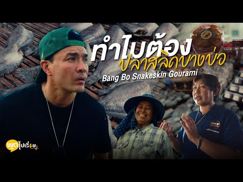 Bang Bo Snakeskin Gourami | การเดินทางหาคำตอบของปลาสลิดบางบ่อ คุ้มค่ามากครับ | Boriboon Family