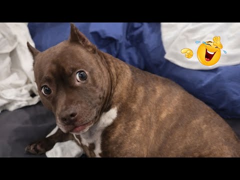 I Canโt Believe These Dogs Are Still This Funny ๐ Best Funny Dog Videos of 2026 ๐ถ