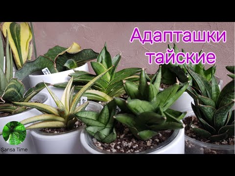 Тайские сансевиерии спустя три месяца.