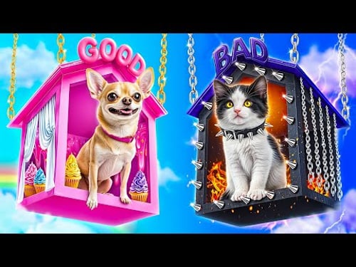 Guter Hund vs böse Katze! Wir bauen ein Minihaus für Haustiere!