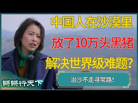 中国人在沙漠里放了10万头黑猪,就解决世界级治沙难题?#锵锵行天下 #锵锵拾遗 #窦文涛 #梁文道 #马未都 #马家辉 #周轶君 #许子东 #圆桌派