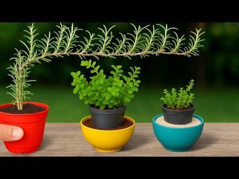 🌿How to Grow Rosemary, Oregano, and Thyme in a Small Space