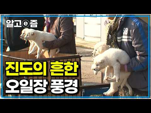 세계 명견으로 등록된 우리나라 토종견, 진돗개. 대전까지 팔려 갔던 백구가 할머니 찾아 3개월 만에 집으로 돌아온 감동적인 이야기|한국기행|알고e즘