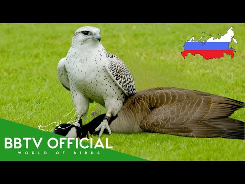 Birds Of Russia | Most Beautiful Birds Found in Russia You’ll Be Surprised! | BBTV Official