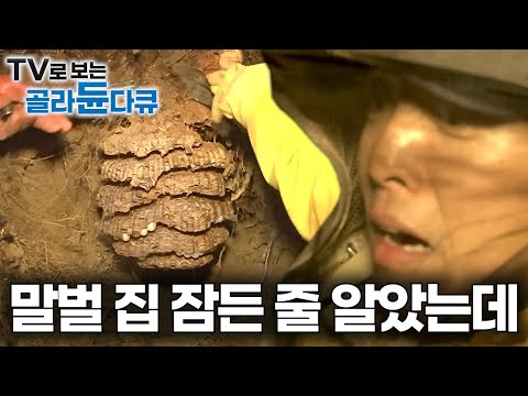 7단으로 빼곡하게 꽉 찬 거대한 장수말벌 집 잠든 줄 알았는데 잘못 건드렸다|2배 늘어난 개체수에 전국이 비상|말벌과의 전쟁|극한직업|#골라듄다큐