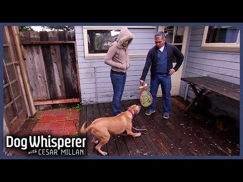 Cesar Faces Off With A Territorial Rescue Pit Bull | S5 E12 Full Episode | Dog Whisperer