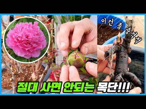 꽃시장 가시면 이런 목단 절대 사지 마세요!! 작약과 똑 닮은 목단 키우기 실패하는 이유!!