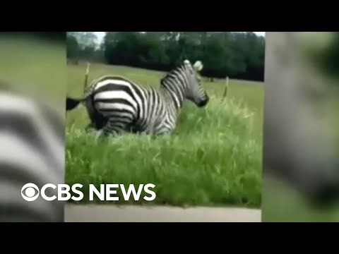 Police trying to capture escaped zebra in Tennessee