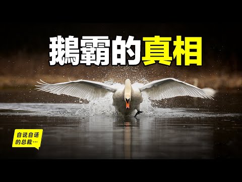 The goose: A Bird of Prey Who's Capable of Chasing a Tiger, Why Every Creature Is Afraid of Them?