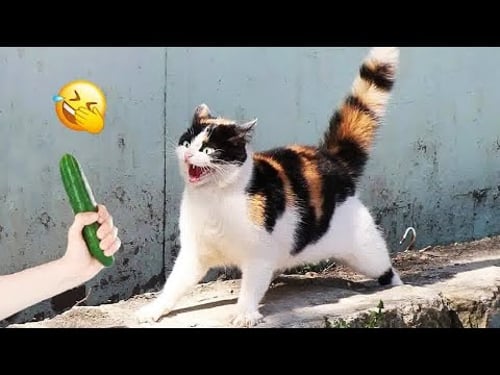 Funniest Pets Ever π | Try Not To Laugh Funny Animals