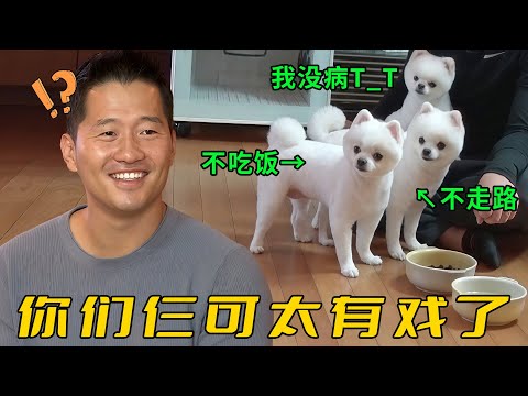 主人養了兩條怪狗,一只不吃飯一只不走路,訓犬師卻說它們裝的