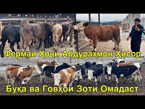 ФЕРМАИ ҲОҶИ АБДУРАҲМОН ҲИСОР БУҚА ВА ГОВҲОИ ЗОТИ ОМАДАСТ 14 декабря 2025 г.