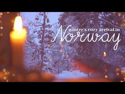 Quiet December Days at the Forest Cabin