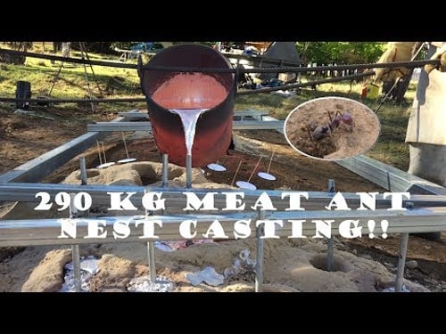 290 kg (640 lb) Aluminium Casting of a Meat Ant Nest - Iridomyrmex purpureus - Armidale 2016/10/18