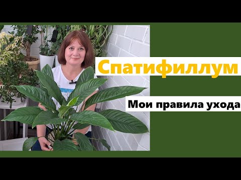 СПАТИФИЛЛУМ. Почему чернеют листья и сохнут кончики. Как я ухаживаю за спатифиллумом