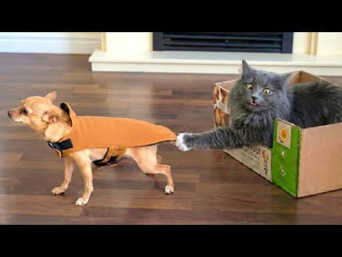 Cats Causing Total Chaos πΉ | Funniest Cat Moments Compilation 2026